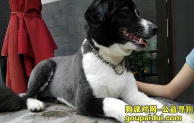 【北京找狗】，边境牧羊犬走失 孙河 康营小区宠物店附近走丢，它是一只非常可爱的宠物狗狗，希望它早日回家，不要变成流浪狗。