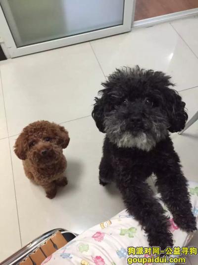 【上海找狗】，嘉定区江桥寻找黑色泰迪，它是一只非常可爱的宠物狗狗，希望它早日回家，不要变成流浪狗。