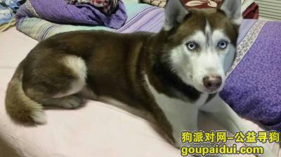 上海闵行长宁徐汇3区交界重金寻找哈士奇，它是一只非常可爱的宠物狗狗，希望它早日回家，不要变成流浪狗。