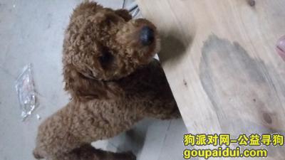 【深圳捡到狗】，Q534279069，它是一只非常可爱的宠物狗狗，希望它早日回家，不要变成流浪狗。