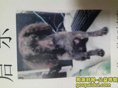 【北京找狗】，北京西城区北大医院对面车站丢失剃毛巧克力公泰迪，它是一只非常可爱的宠物狗狗，希望它早日回家，不要变成流浪狗。