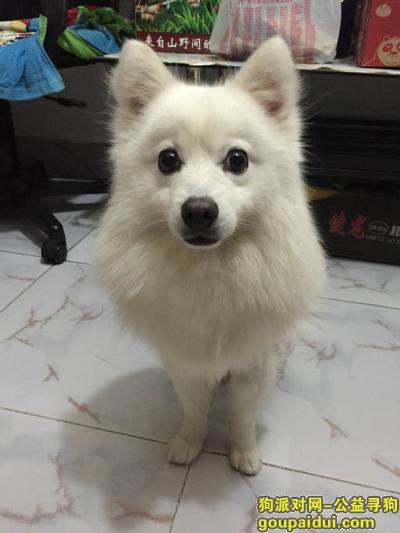 贵阳寻狗启示，贵州省贵阳市百花山酬谢五千元寻找白色银狐犬，它是一只非常可爱的宠物狗狗，希望它早日回家，不要变成流浪狗。