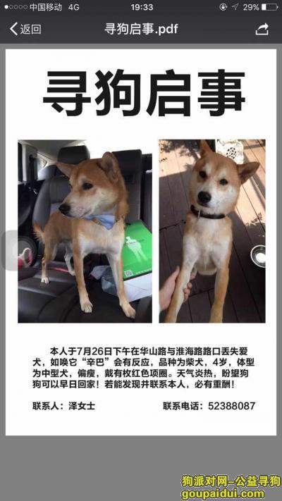 上海徐汇区华山路1731号寻找柴犬，它是一只非常可爱的宠物狗狗，希望它早日回家，不要变成流浪狗。