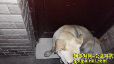 7，26号在杭州金鱼井住宿门口遇到，它是一只非常可爱的宠物狗狗，希望它早日回家，不要变成流浪狗。