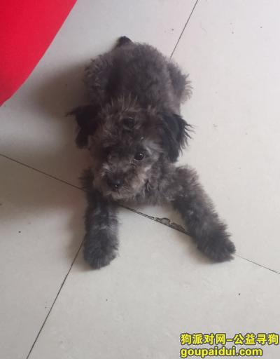 【上海找狗】，上海浦东新区杉林新月家园酬谢五千元寻找灰色泰迪，它是一只非常可爱的宠物狗狗，希望它早日回家，不要变成流浪狗。