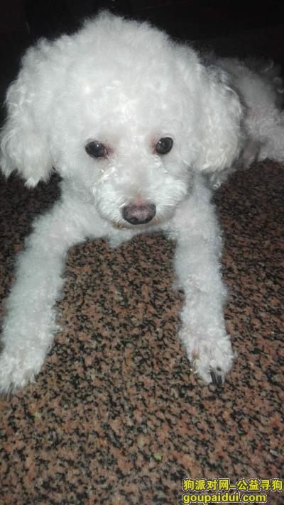 寻找小白 8岁 在天津河北区王串场附近走失，它是一只非常可爱的宠物狗狗，希望它早日回家，不要变成流浪狗。