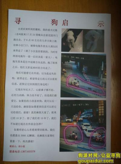 松江闵行交界  九亭大街上海诗林小区寻找比熊，它是一只非常可爱的宠物狗狗，希望它早日回家，不要变成流浪狗。