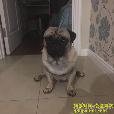 杭州远洋心里小区巴哥犬走失，它是一只非常可爱的宠物狗狗，希望它早日回家，不要变成流浪狗。
