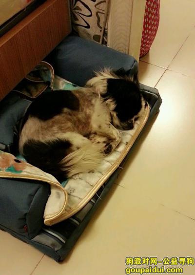 【北京找狗】，2016年7月14日北苑家园附近丢失黑白相间小狗，它是一只非常可爱的宠物狗狗，希望它早日回家，不要变成流浪狗。