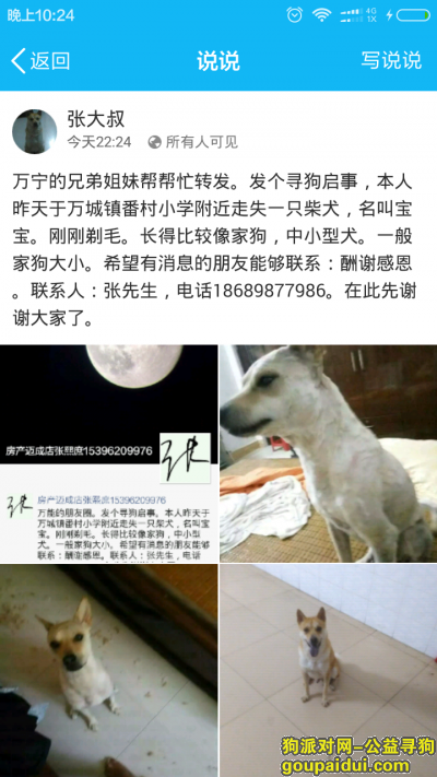 在海南万宁丢了一只土柴犬，它是一只非常可爱的宠物狗狗，希望它早日回家，不要变成流浪狗。