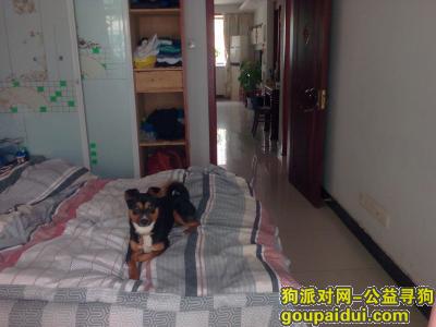 苏州寻狗网，张浦寻狗启示7月28日走失，它是一只非常可爱的宠物狗狗，希望它早日回家，不要变成流浪狗。