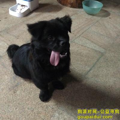 广州南沙滨海半岛北门的环市大道寻找小黑狗，它是一只非常可爱的宠物狗狗，希望它早日回家，不要变成流浪狗。