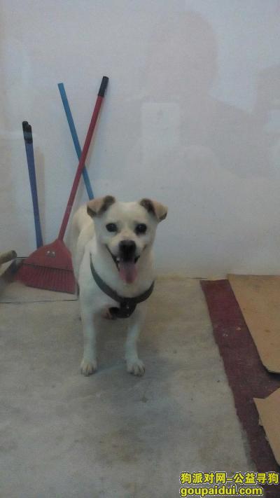 普通家养的中华田园犬，原来是白色的，现在年纪大了，身上有道黄身上有个军绿色的狗绳，它是一只非常可爱的宠物狗狗，希望它早日回家，不要变成流浪狗。