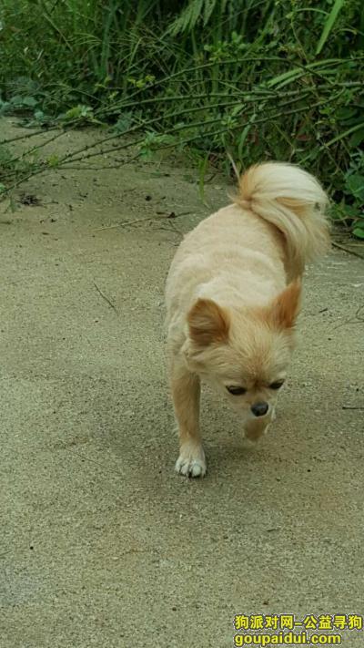 贵阳孟关汽配城酬谢5000元寻找蝴蝶犬，它是一只非常可爱的宠物狗狗，希望它早日回家，不要变成流浪狗。