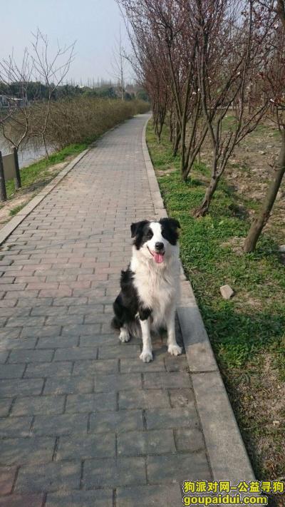 【上海找狗】，2016.7.29日晚 闵行区爱博边牧走失，它是一只非常可爱的宠物狗狗，希望它早日回家，不要变成流浪狗。