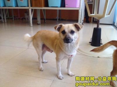 上海浦东新区上南路杨南路寻找浅黄色母狗，它是一只非常可爱的宠物狗狗，希望它早日回家，不要变成流浪狗。