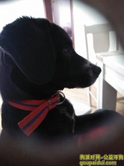 安徽合肥寻狗找黑色狗狗，它是一只非常可爱的宠物狗狗，希望它早日回家，不要变成流浪狗。