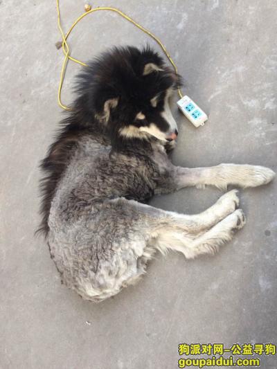 襄阳寻狗启示，寻找爱犬阿拉斯加，丢于襄阳市谷城县，它是一只非常可爱的宠物狗狗，希望它早日回家，不要变成流浪狗。