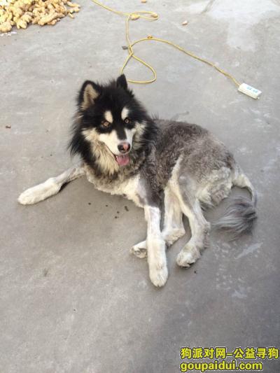 寻找爱犬哈皮，丢于襄阳市谷城县大古桥路附近，7月25晚走丢，它是一只非常可爱的宠物狗狗，希望它早日回家，不要变成流浪狗。