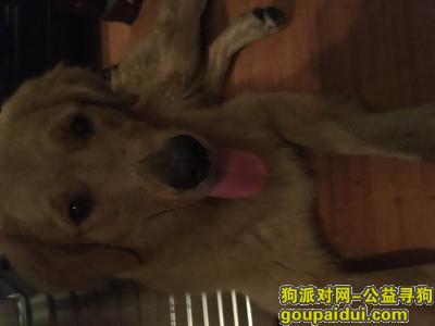 贵阳寻狗主人，6月27号在金阳捡到一只金毛，它是一只非常可爱的宠物狗狗，希望它早日回家，不要变成流浪狗。