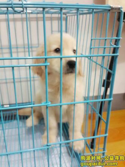 美系纯种金毛于2016年8月4日走失，小狗四个半月大，拾到者重金酬谢，它是一只非常可爱的宠物狗狗，希望它早日回家，不要变成流浪狗。