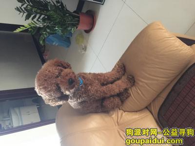 【北京找狗】，8.7痛失宝贝 望好心人帮助 当面酬谢！，它是一只非常可爱的宠物狗狗，希望它早日回家，不要变成流浪狗。