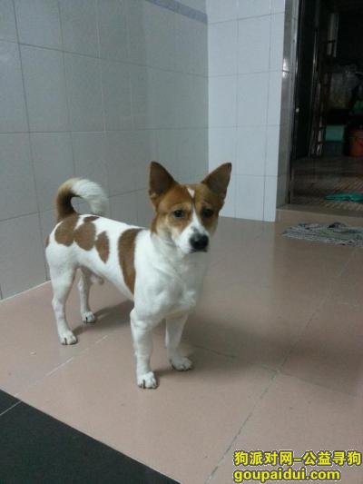 8月4日广州番禺南村樟边附近走失爱犬！，它是一只非常可爱的宠物狗狗，希望它早日回家，不要变成流浪狗。