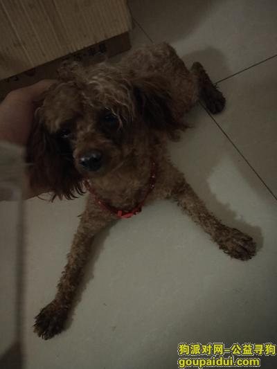 【上海捡到狗】，于八月九日晚上捡到一只小泰迪，它是一只非常可爱的宠物狗狗，希望它早日回家，不要变成流浪狗。