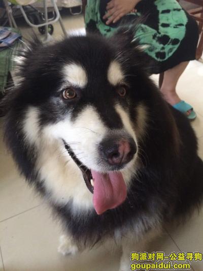 【天津找狗】，天津市和平区的天津医科大学气象台路寻找阿拉斯加，它是一只非常可爱的宠物狗狗，希望它早日回家，不要变成流浪狗。