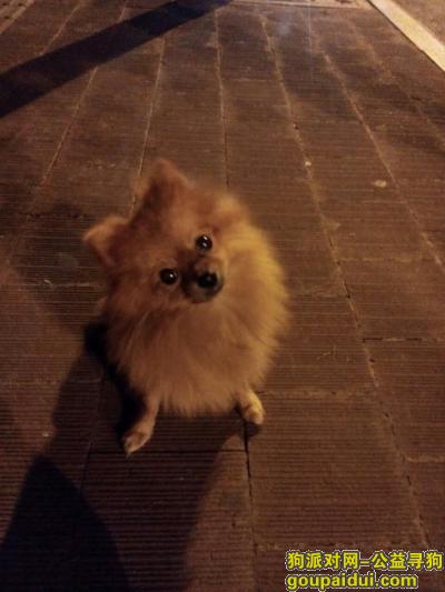 【淮安找狗】，8月10日晚，丢失棕黄色毛博美，它是一只非常可爱的宠物狗狗，希望它早日回家，不要变成流浪狗。