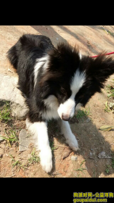 本人于2016年08月08日在福州凤湖新城地区丢失了一条爱犬，现在特别着急，年纪10个月大，黑白颜色，边境牧羊犬8，它是一只非常可爱的宠物狗狗，希望它早日回家，不要变成流浪狗。