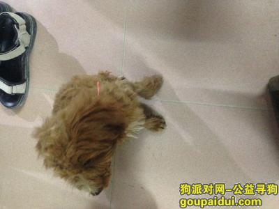 在东莞东站丰泰城石材店附近被人抱走，它是一只非常可爱的宠物狗狗，希望它早日回家，不要变成流浪狗。