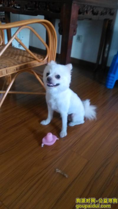 8月10日在上海市高桥的南新西园（莱阳路行南路）附近丢失一条银狐，它是一只非常可爱的宠物狗狗，希望它早日回家，不要变成流浪狗。
