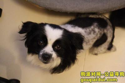 【北京找狗】，北京朝阳区北苑家园酬谢五千元寻找爱犬，它是一只非常可爱的宠物狗狗，希望它早日回家，不要变成流浪狗。