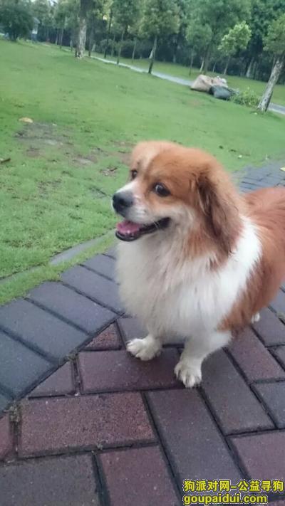 丢失北京犬，急找一只黄色的北京犬，它是一只非常可爱的宠物狗狗，希望它早日回家，不要变成流浪狗。