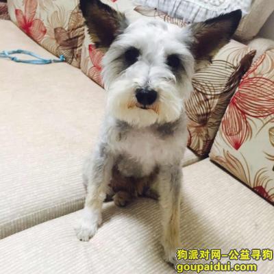 重庆找狗江北区大石坝东原D7区2000元酬谢寻找爱犬，它是一只非常可爱的宠物狗狗，希望它早日回家，不要变成流浪狗。