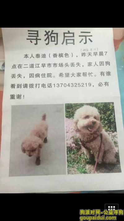 【吉林找狗】，香槟色泰迪狗丢于二道江早市，它是一只非常可爱的宠物狗狗，希望它早日回家，不要变成流浪狗。