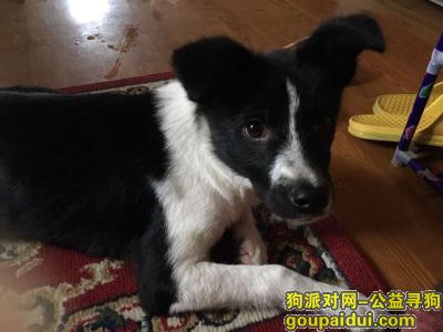 【上海找狗】，寻狗启示-帮忙找回必酬金重谢，它是一只非常可爱的宠物狗狗，希望它早日回家，不要变成流浪狗。