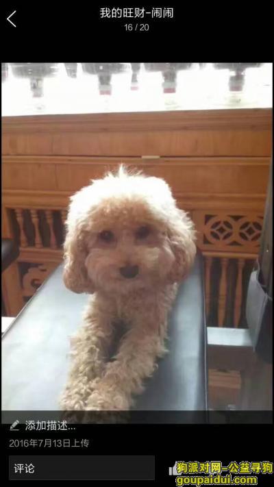 【吉林找狗】，吉林市二道江丢失泰迪，它是一只非常可爱的宠物狗狗，希望它早日回家，不要变成流浪狗。