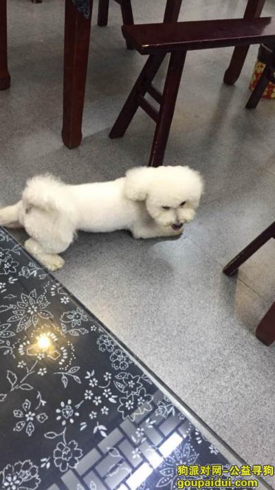 【上海找狗】，上海普陀区华池路酬谢八千元寻找白色比熊，它是一只非常可爱的宠物狗狗，希望它早日回家，不要变成流浪狗。