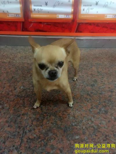 【上海找狗】，重金寻找丢失的吉娃娃，它是一只非常可爱的宠物狗狗，希望它早日回家，不要变成流浪狗。