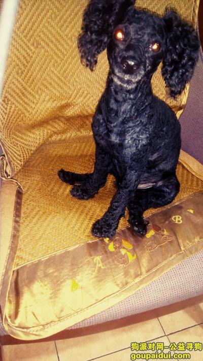 【上海找狗】，重金找寻纯黑色公贵宾犬，它是一只非常可爱的宠物狗狗，希望它早日回家，不要变成流浪狗。