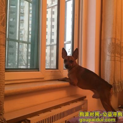 【济南找狗】，寻狗启示 堤口路名泉春晓走失 一只黄色的小鹿犬，它是一只非常可爱的宠物狗狗，希望它早日回家，不要变成流浪狗。