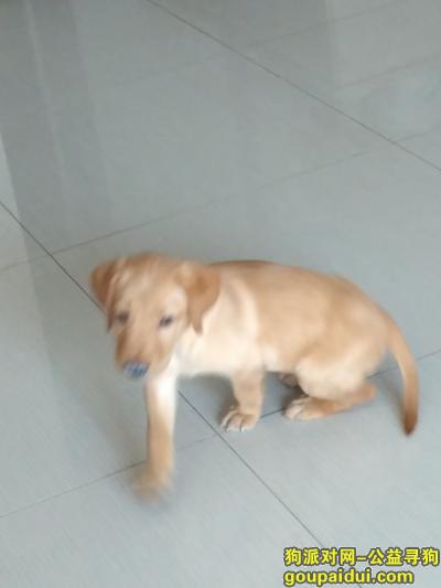 苏州寻狗启示，2个半月拉布拉多在吴中区丢失，它是一只非常可爱的宠物狗狗，希望它早日回家，不要变成流浪狗。