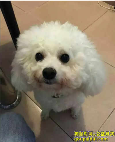 深圳福田区景田寻找白色贵宾，它是一只非常可爱的宠物狗狗，希望它早日回家，不要变成流浪狗。