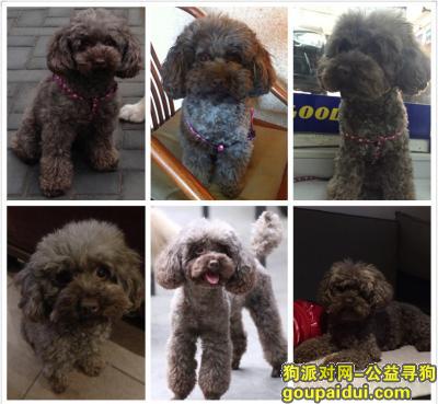 求助：寻狗：2016年5月9日晚北京市朝阳区东五环豆各庄巧克力母泰迪走丢，毛色是深棕色有些灰白，它是一只非常可爱的宠物狗狗，希望它早日回家，不要变成流浪狗。