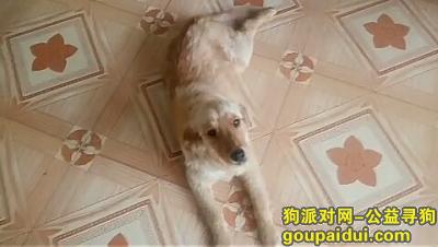 重金寻找爱犬多宝是一只母金毛狗，它是一只非常可爱的宠物狗狗，希望它早日回家，不要变成流浪狗。
