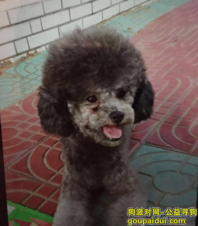 【郑州找狗】，郑州市二七区郑州大学酬谢四千元寻找狗狗，它是一只非常可爱的宠物狗狗，希望它早日回家，不要变成流浪狗。