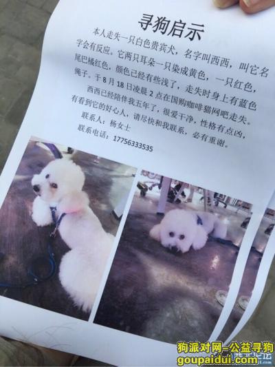 【上海捡到狗】，狗丢了猫丢了怎么办？，它是一只非常可爱的宠物狗狗，希望它早日回家，不要变成流浪狗。