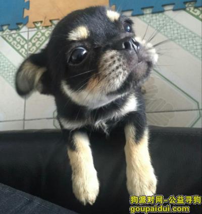 辽宁省丹东市宽甸县寻狗启示，它是一只非常可爱的宠物狗狗，希望它早日回家，不要变成流浪狗。
